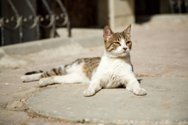 Bahar güneşi altında dinlenmek sokak kedi