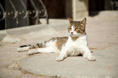 Bahar güneşi altında dinlenmek sokak kedi