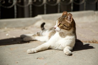 Bahar güneşi altında dinlenmek sokak kedi