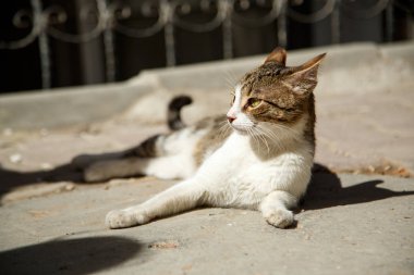 Bahar güneşi altında dinlenmek sokak kedi