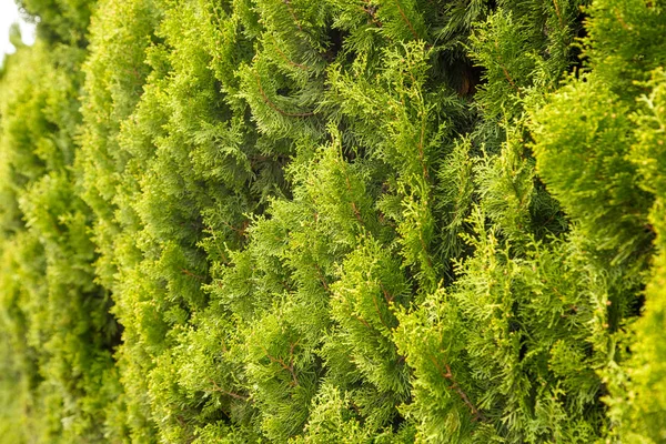 Hojas verdes en la pared textura de fondo en verano, pared de hojas, hermosa pared de hojas verdes para el diseño o arquitecto, parte de la casa o casa para la decoración o el diseño o arquitecto — Foto de Stock