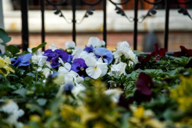 İstanbul'da çiçekli ağaçlar