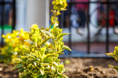 İstanbul'da çiçekli ağaçlar