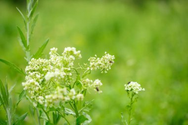 beyaz çiçekler üzerinde böcekler. makrofotoğrafçılık.