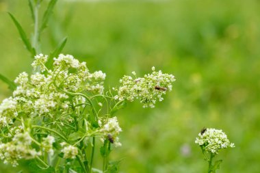 beyaz çiçekler üzerinde böcekler. makrofotoğrafçılık.