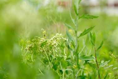 beyaz çiçekler üzerinde böcekler. makrofotoğrafçılık.