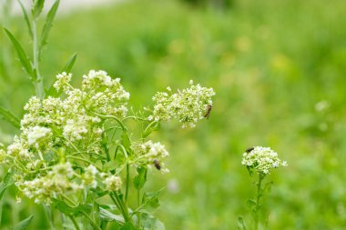 beyaz çiçekler üzerinde böcekler. makrofotoğrafçılık.