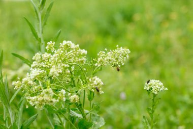 beyaz çiçekler üzerinde böcekler. makrofotoğrafçılık.