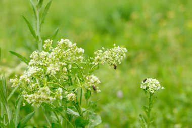 beyaz çiçekler üzerinde böcekler. makrofotoğrafçılık.