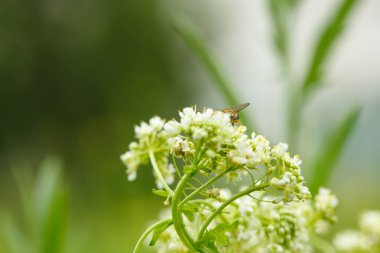 beyaz çiçekler üzerinde böcekler. makrofotoğrafçılık.