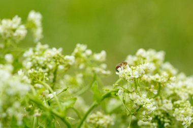 beyaz çiçekler üzerinde böcekler. makrofotoğrafçılık.