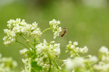 beyaz çiçekler üzerinde böcekler. makrofotoğrafçılık.