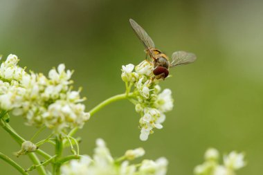beyaz çiçekler üzerinde böcekler. makrofotoğrafçılık.