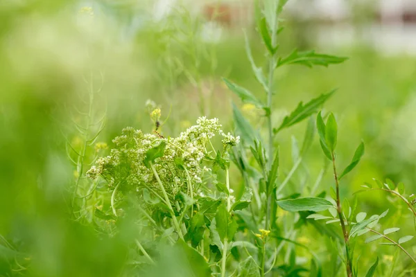 beyaz çiçekler üzerinde böcekler. makrofotoğrafçılık.