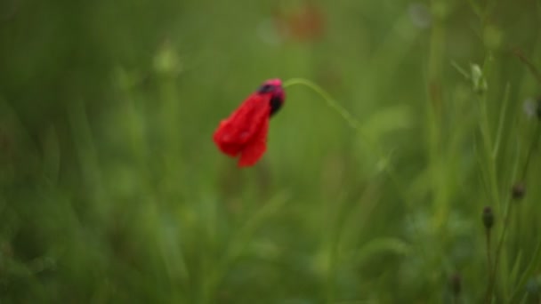 Una Pequeña Amapola Roja Balancea Viento Bajo Lluvia Grip Pequeño — Vídeos de Stock