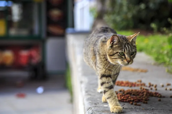 Utcai Macska Eszik Egyik Utcáin Isztambul — Stock Fotó