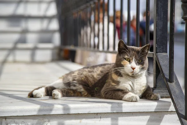 Utcai macska sütkébe a napon az egyik Isztambul utcáin — Stock Fotó
