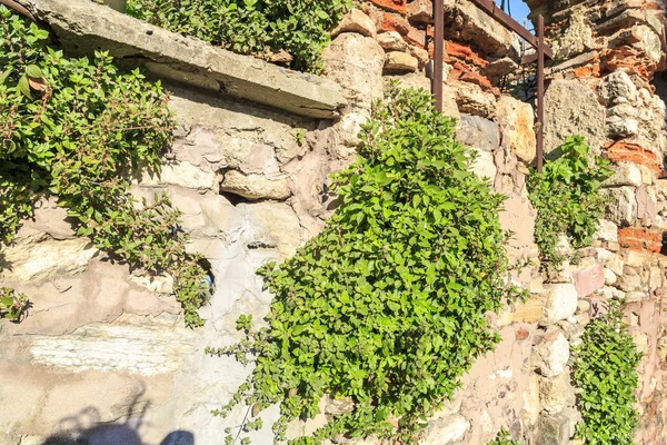 Antigua muralla con plantas en Estambul — Foto de Stock