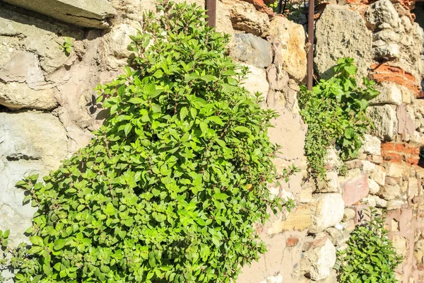 Antike Mauer mit Pflanzen in Istanbul — Stockfoto