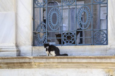 İstanbul sokaklarından birinde güneşin tadını çıkarıyor sokak kedisi