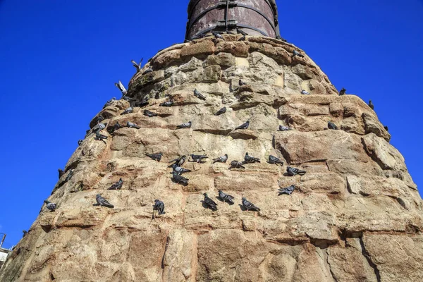 Pigeons on a brick wall in Istanbu — Stock Photo, Image