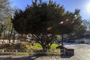 güneş ışığında güzel ağaç.