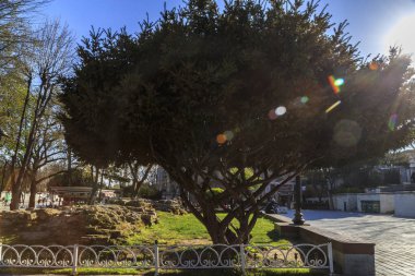 güneş ışığında güzel ağaç.