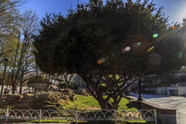 güneş ışığında güzel ağaç.