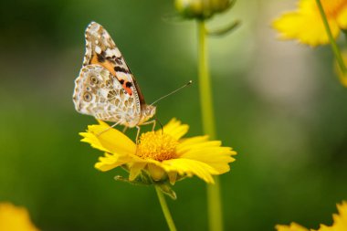 güzel bir kelebek su sarı bir çiçek nektar içecekler