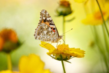 güzel bir kelebek su sarı bir çiçek nektar içecekler