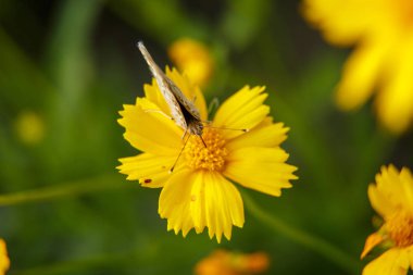 güzel bir kelebek su sarı bir çiçek nektar içecekler