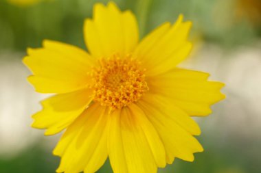 Güneşli bir günün ışığında güzel sarı çiçek. makrofotog