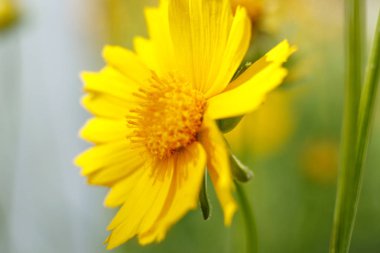 Güneşli bir günün ışığında güzel sarı çiçek. makrofotog