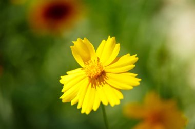 Güneşli bir günün ışığında güzel sarı çiçek. makrofotog