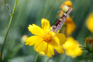 güzel bir kelebek su sarı bir çiçek nektar içecekler