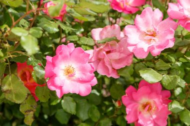pembe narin çiçekler closeup. sığ bölümü ile seçici odak