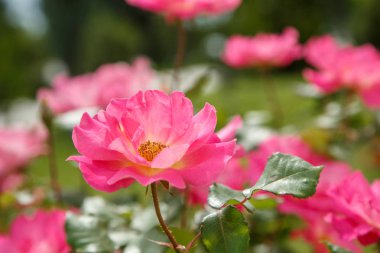 pembe narin çiçekler closeup. sığ bölümü ile seçici odak