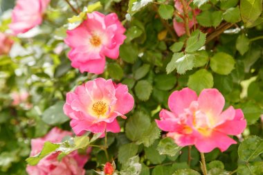 pembe narin çiçekler closeup. sığ bölümü ile seçici odak