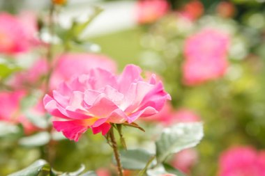 pembe narin çiçekler closeup. sığ bölümü ile seçici odak