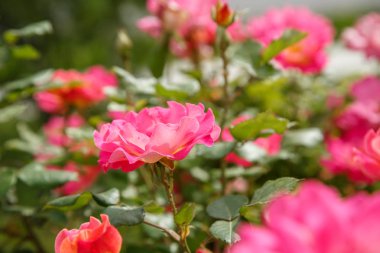 pembe narin çiçekler closeup. sığ bölümü ile seçici odak