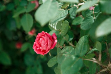 pembe narin gül yakın çekim. sığ derinliği ile seçici odak o