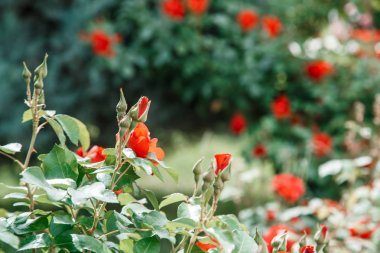 kırmızı narin çiçekler closeup. sığ derinliği ile seçici odak