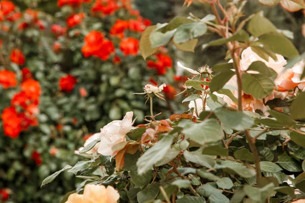 Flores rojas delicadas primer plano. enfoque selectivo con profundidad superficial —  Fotos de Stock
