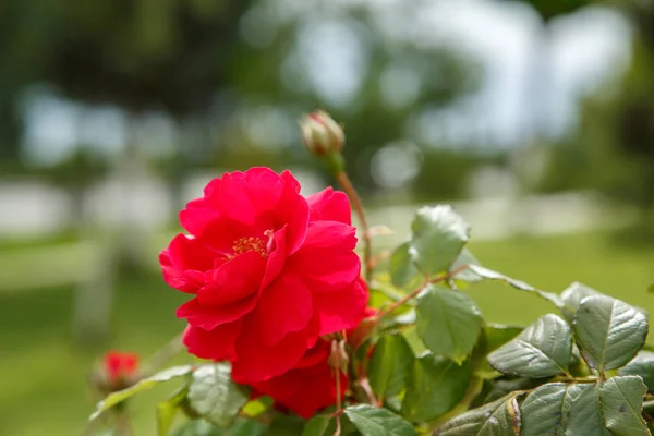 Flores rojas delicadas primer plano. enfoque selectivo con profundidad superficial —  Fotos de Stock