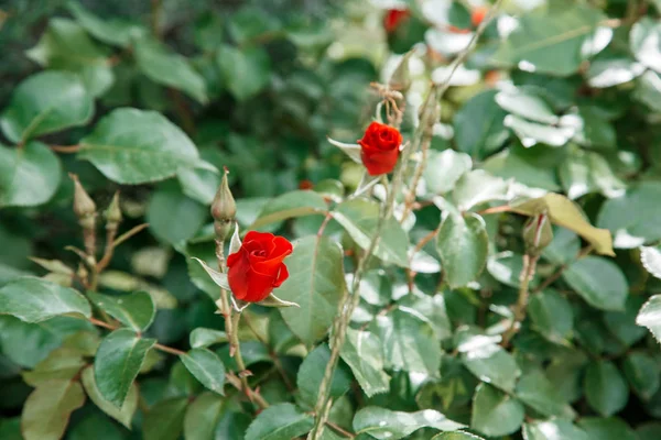 Röda fina blommor närbild. selektivt fokus med grunt djup — Stockfoto