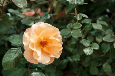 turuncu, açık pembe narin gül yakın çekim. s ile seçici odak