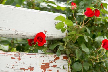 parkta beyaz ahşap bir bankın yanında kırmızı güller. seçici fo