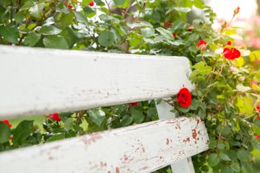 parkta beyaz ahşap bir bankın yanında kırmızı güller. seçici fo