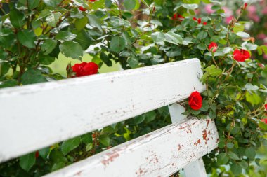 parkta beyaz ahşap bir bankın yanında kırmızı güller. seçici fo