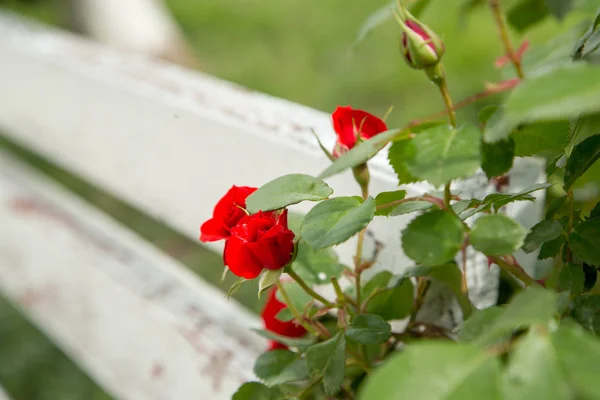 Rosas rojas junto a un banco de madera blanca en el parque. selectivo fo —  Fotos de Stock